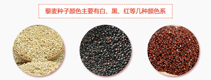 藜麥種子顏色主要有白、黑、紅等幾種顏色系，營養成分相差不大，其中白色口感好，黑、紅色口感相對差些，籽粒也較小。